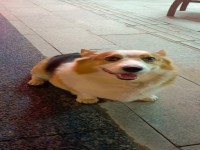 其它图
