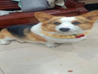 其它图