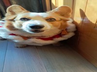 其它图